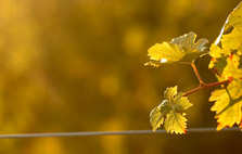 leaves on a branch, autumn feel