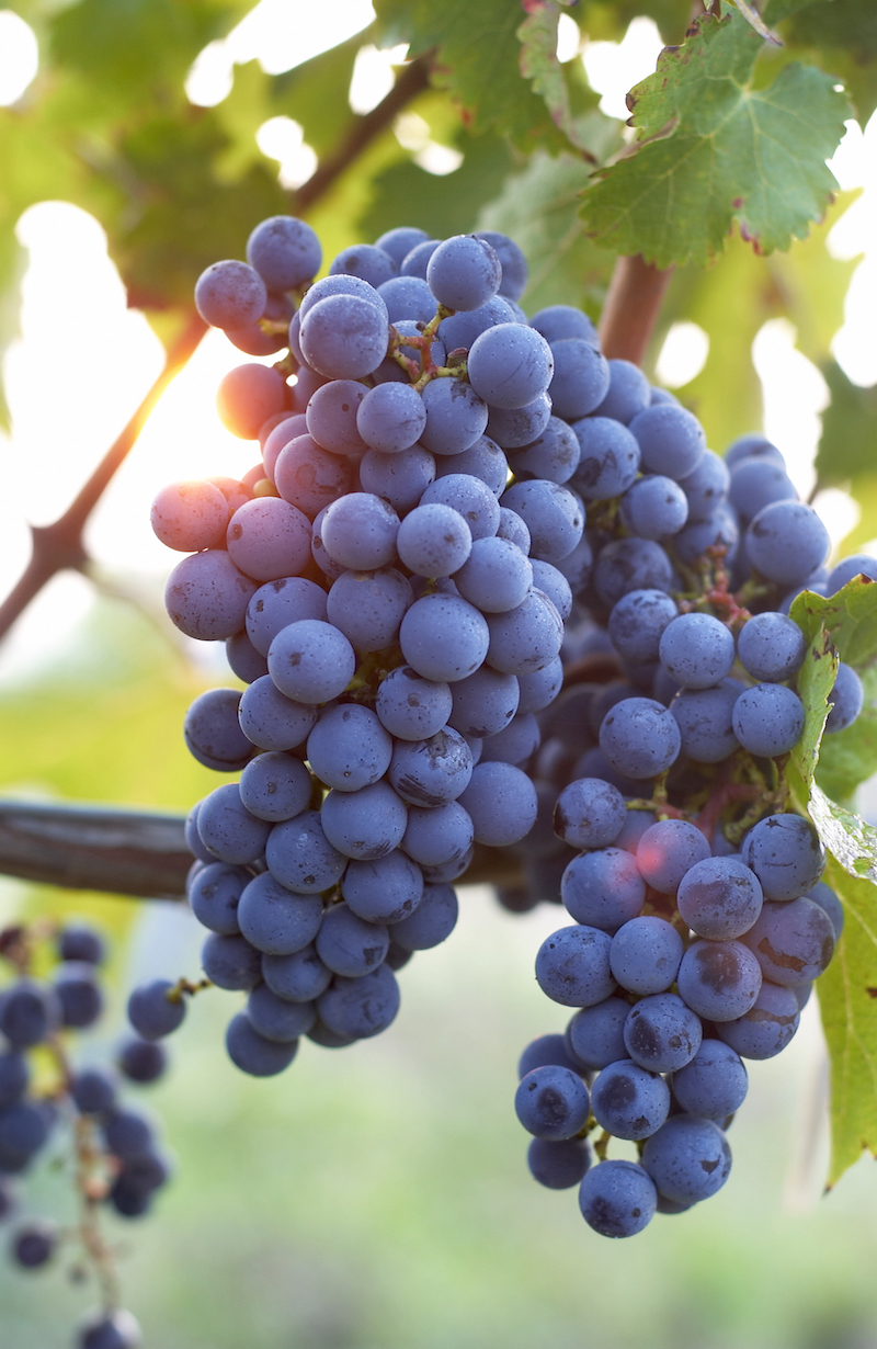 Black Grapes on vine