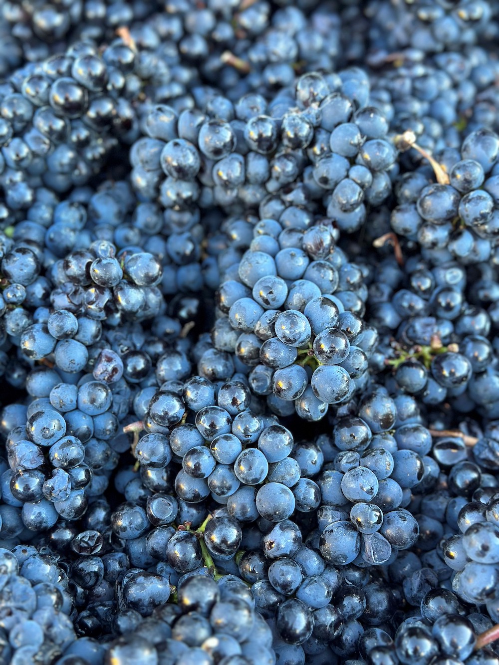 close up of grapes