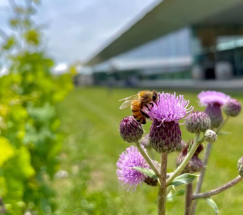 bee on a flower in front of the winery