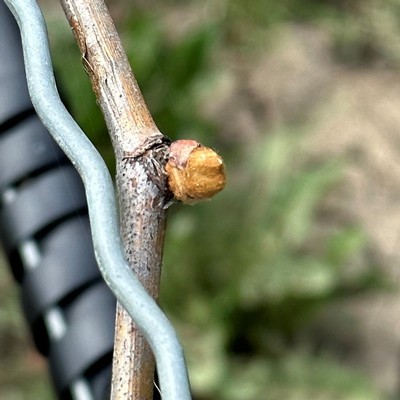 A bud bursting in our Cabernet Franc